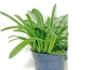 Preview: Flutendes Pfeilkraut - Sagittaria subulata